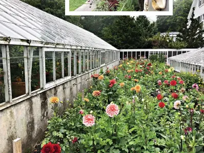  ?? Photo for The Washington Post by Alexandra Pecci ?? The dahlia display garden at Fuller Gardens was in full bloom during the author’s visit. Fuller Gardens is a formal estate garden that also features more than 100 rose varieties, a Japanese garden and European art.