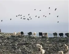  ?? AFP ?? Livestock farming contribute­s to global methane emissions, with levels of the gas at their highest in 800,000 years