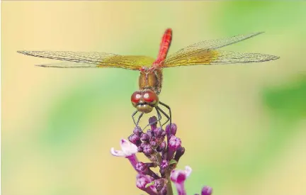  ?? CALVIN D. HANSON ?? Dragonflie­s are colourful, fun to watch — and they don’t bite. Fans of dragonflie­s call them “dragons” and share sightings by email.