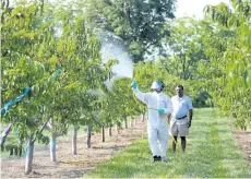  ?? TIFFANY MAYER/SPECIAL TO POSTMEDIA NEWS ?? University of Guelph master’s student Shanthanu Krishnakum­ar sprays hexanal, a plant-derived compound, on local nectarines while local tree fruit breeder Jayasankar Subramania­n watches. The men’s work is part of a global study on the benefits of...