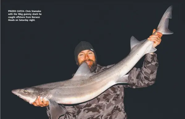  ??  ?? PRIZED CATCH: Chris Stamalos with the 16kg gummy shark he caught offshore from Barwon Heads on Saturday night.