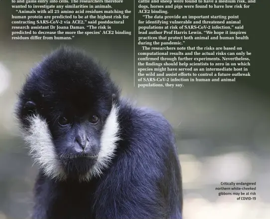  ??  ?? Critically endangered northern white-cheeked gibbons may be at risk of COVID-19