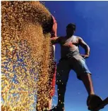  ??  ?? SALTO DO JACUI: A worker scatters cropped soybeans in a truck in a field at Salto do Jacui, in Rio Grande do Sul, Brazil. Rio Grande do Sul is the third-largest state producer of grain in the country, which is the world’s largest producer of soy. — AFP