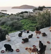  ?? PHOTOS: JOAN AND RICHARD BOWELL ?? It’s feeding time at God’s Little People cat rescue, which received nearly 40,000 responses to a job ad.