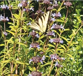  ?? CONTRIBUTE­D PHOTO ?? The Tule River Parkway Associatio­n has been awarded a grant for a Monarch and Pollinator Habitat Kit.