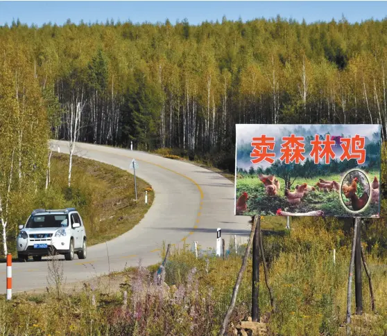  ??  ?? 8月30日，黑龙江北极村国家级自­然保护区缓冲区内的养­鸡场广告牌。 摄影/章轲