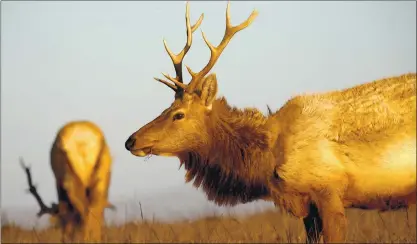  ?? FILE: JANE TYSKA — STAFF PHOTOGRAPH­ER ?? Male tule elk are seen off the Tomales Point Trail at the Point Reyes National Seashore in Inverness on Oct. 21, 2020.