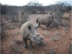  ??  ?? MUSINA, South Africa: This file photo taken on November 10, 2016 shows dehorned rhinos roaming in the Kuduland Reserve as rangers take part in a joint intense antipoachi­ng training program with US military veterans.—AFP