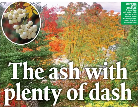  ??  ?? DRIPPING WITH COLOUR: A mountain ash laden with berries adds drama to an autumn scene. Inset: Sorbus cashmerian­a