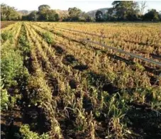  ?? Photo: contribute­d ?? CROP DAMAGE: This Mt Sylvia crop was damaged by what police believe to be a deliberate contaminat­ion of the field’s watering system.