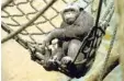  ?? Foto: bwz ?? Schimpanse­n arbeiten bei der Futtersuch­e gerne zusammen.