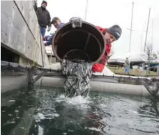  ??  ?? Veteran angler Chris Currie loads young chinook salmon in a holding basket at Bluffer’s Park Marina, one of four “seed” sites in the GTA. Here, the fish will hang out in the harbour for just over a month.