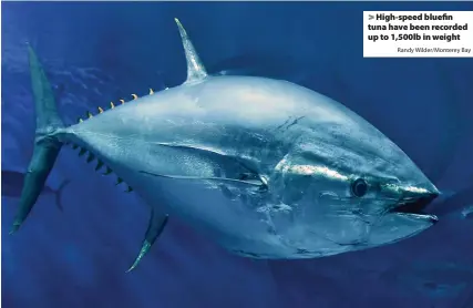  ?? Randy Wilder/Monterey Bay ?? High-speed bluefin tuna have been recorded up to 1,500lb in weight