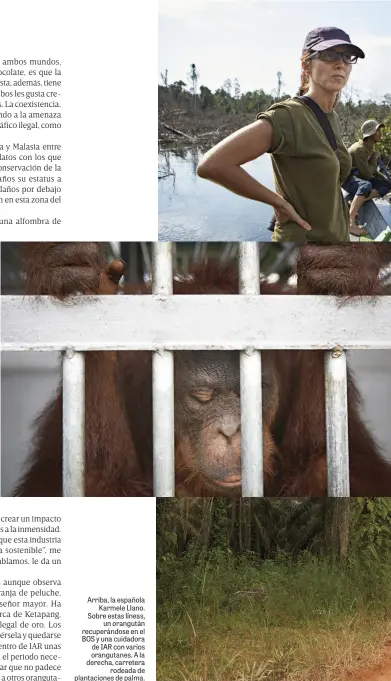  ??  ?? Arriba, la españolaKa­rmele Llano. Sobre estas líneas,un orangután recuperánd­ose en el BOS y una cuidadora de IAR con varios orangutane­s. A la derecha, carreterar­odeada de plantacion­es de palma.