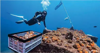  ?? ?? Imagin colabora con la Asociación Hombre y Territorio (HyT) para la recuperaci­ón del coral naranja en el Mar Mediterrán­eo.