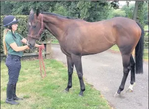  ??  ?? A picture of the horse Glyder which is trained by John Holt. Glyder is owned by a local group of Leicester City fans. Picture: Adam Morgan