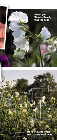  ??  ?? Sweet pea ‘Border Beauty’ was the best We’re trialling white and cream sweet peas