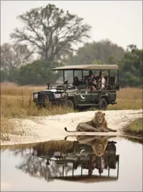  ?? PHOTOS COURTESY OF ANDBEYOND VIA TNS ?? A lion spotted on safari from the Sandibe Okavango Safari Lodge. Below left: one of the guest rooms at the Sandibe Okavango Safari Lodge. Right: a sitting area at the Xaranna Okavango Delta Camp.