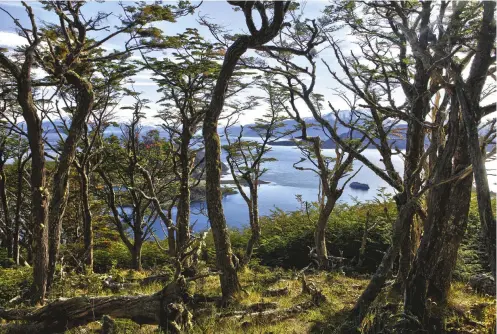  ??  ?? The Ventus Australis in Wulaia Bay, where Charles Darwin made landfall in 1833. Magellanic subpolar forest gives this region an enchanted feel