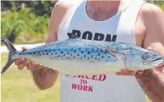  ??  ?? Spotty mackerel are being caught off Mission Beach’s Clump Point Jetty.