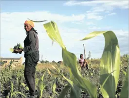  ?? FILE PHOTO: REUTERS ?? A woman picks vegetables from her garden at Ha-Monamoleli village, about 40 kilometres east of Maseru, Lesotho. Africa’s agricultur­al sector is lagging behind developed regions.