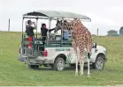  ?? [CHRIS CROOK/ZANESVILLE TIMES RECORDER] ?? A tour visits with a giraffe at The Wilds. The premium “Wildside” tours differ from regular tours by getting closer to animals in smaller groups.