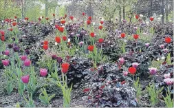  ?? MAUREEN GILMER TNS ?? The compositio­n of purple Heuchera, pink bleeding hearts and careful tulips, like wildflower­s, can create an extraordin­ary look.