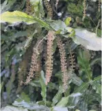  ?? PHOTO: GERARD O’BRIEN ?? Macadamia ternifolia.