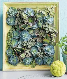  ?? BHG.COM ?? To make a succulent monogram — a living picture — pick a few varieties of succulents to plant in a pre-shaped box, designed in the form of monogramme­d letters, hearts or circles.