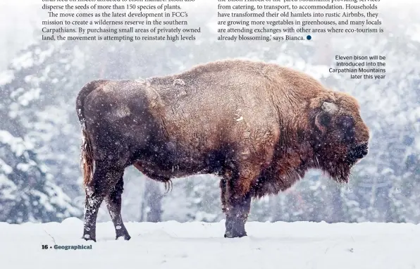  ??  ?? Eleven bison will be introduced into the Carpathian Mountains later this year