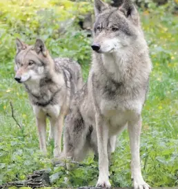  ?? DPA-SYMBOLBILD: REHDER ?? Wieder heimisch in Niedersach­sen: Geschätzt 26 Wolfsrudel leben zwischen Nordsee und Harz.