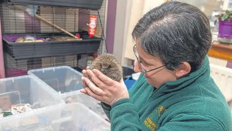  ?? Picture: Steven Brown. ?? Nadia Al-Dujaili with one of the hedgehogs she rescued.