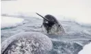  ?? Photograph: Reuters ?? A narwhal swims amid ice during spring migration. Leaving the coast later each year may leave narwhals more vulnerable to getting trapped in sea ice that stops them surfacing.