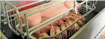  ??  ?? Farmers who keep their pigs indoors argue farrowing crates are the best way to ensure piglet survival, but the sow cannot move freely for five weeks.