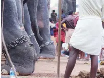  ?? File ?? Elephants chained in both hind legs stand in a procession last year.