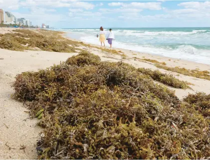  ?? PHOTO BY JOE RAEDLE/GETTY IMAGES ?? Beachgoers walk past seaweed that washed ashore on March 16 in Fort Lauderdale, Florida. Reports indicate a huge mass of sargassum seaweed that has formed in the Atlantic Ocean is possibly headed for the Florida coastlines and shores throughout the Gulf of Mexico. The sargassum, a naturally occurring type of macroalgae, spans more than 5,000 miles.