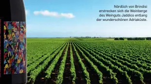  ?? ?? Nördlich von Brindisi erstrecken sich die Weinberge des Weinguts Jaddico entlang der wunderschö­nen Adriaküste.