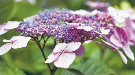  ?? Christian Science Monitor ?? Below, clockwise, are ‘Endless Summer,’ oakleaf and ‘Little Lime’ varieties.