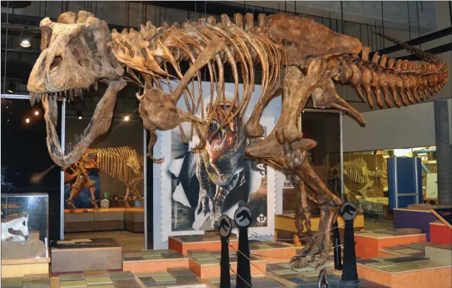  ?? Photos by Matthew
Liebenberg ?? The display of Scotty the T. rex at the T. rex Discovery Centre in Eastend.