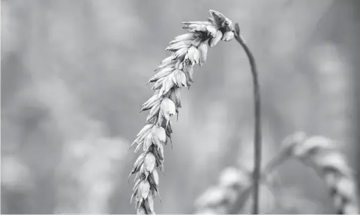  ?? Foto: dpa ?? Grundloser Weizenverz­icht ist teuer und nicht gesund.