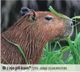  ?? FOTO: JORGE SILVA/REUTERS ?? Bi z njo pili kavo?