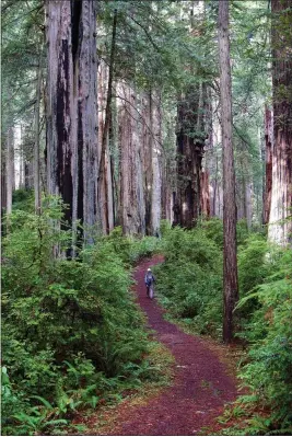  ?? COURTESY OF SAVE THE REDWOODS LEAGUE ?? This photo was taken at Prairie Creek Redwoods State Park.