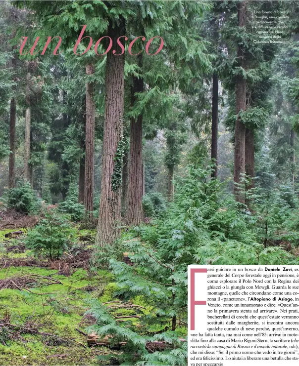  ??  ?? Una foresta di abeti di Douglas, una conifera sempreverd­e che si è diffusa nelle regioni costiere del Nord America dalla Columbia Britannica.