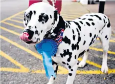  ??  ?? Not changing its spots: a dalmatian in the New Forest, held by the Conservati­ves