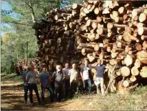  ?? (DR) ?? Le bois coupé sera acheminé à Gardanne.