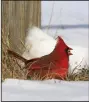  ?? (Arkansas Democrat-Gazette/ Staton Breidentha­l) ?? A cardinal feeds on grass in the snow Tuesday in North Little Rock.