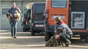  ?? FOTO BERT DE DEKEN ?? Dierenasie­len uit heel Vlaanderen zakten naar Kasterlee af om zich over de honderden honden te ontfermen.