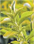  ??  ?? Aus einem Extrakt der SteviaPfla­nze entstehen Steviolgly­coside.