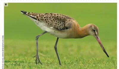  ??  ?? 8
8 Black-tailed Godwit (Wallasey, Cheshire, 17 September 2011).
This bird’s plumage is pristine, ageing it as a juvenile. The upperparts display dark feathering with golden fringing, while the underparts are suffused with a peachy-orange colour that is at its brightest on the neck (there is no barring, as in adults). The cap is finely mottled dark, while the pale superciliu­m does not extend beyond the eye. Structural­ly, the legs are long and the bill is fairly straight, being only slightly upcurved towards the tip. Note that some juveniles won’t have a fully grown bill by this stage, and may appear peculiarly short billed.