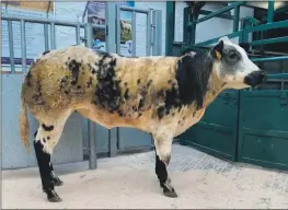  ??  ?? CHAMPION: BRBx Heifer from R & J Lines, Killocraw Farm. Sold for £1,300 to the judge, Mr Gray, Balquharra­ge Farm, Lennoxtown.